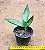 Sansevieria silver hahnii - Imagem 3