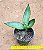 Sansevieria silver hahnii - Imagem 2