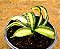 Sansevieria trifasciata twisted - Imagem 2