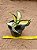 Sansevieria trifasciata twisted - Imagem 2