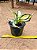 Sansevieria trifasciata twisted - Imagem 3