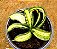 Sansevieria trifasciata twisted - Imagem 1