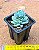 Sedeveria blue burrito - Imagem 3