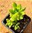Sedum adolphi - Imagem 1