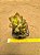 Sedum adolphi - Imagem 1