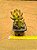 Sedum adolphi - Imagem 2