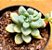 Sedum clavatum - Imagem 1