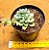 Sedum clavatum - Imagem 4