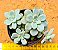 Sedum clavatum - Imagem 1