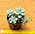 Sedum clavatum - Imagem 4