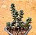 Sedum furfuraceum - Imagem 1