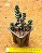 Sedum furfuraceum - Imagem 2