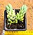 Sedum morganianum - Suculenta "rabo-de-burro" - Imagem 2