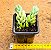 Sedum morganianum - Suculenta "rabo-de-burro" - Imagem 3