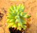 Sedum pachyphyllum - Imagem 1