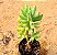 Sedum pachyphyllum - Imagem 3
