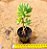 Sedum pachyphyllum - Imagem 2