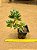 Sedum pachyphyllum - Imagem 2