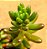 Sedum rubrotinctum - Imagem 4