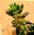 Sedum rubrotinctum - Imagem 5