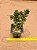 Sedum rubrotinctum - Imagem 1