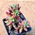 Sedum rubrotinctum var. aurora - Imagem 1