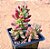 Sedum rubrotinctum var. aurora - Imagem 2