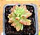 Sedum rubrotinctum var. aurora - Imagem 2
