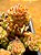 Sedum versadense var chontalense - Imagem 5