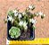 Sedum versadense var chontalense - Imagem 11