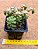 Sedum versadense var chontalense - Imagem 3
