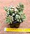 Sedum versadense var chontalense - Imagem 12
