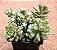 Sedum versadense var chontalense - Imagem 1