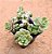 Sedum versadense var chontalense - Imagem 5