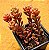 Sedum versadense var chontalense - Imagem 1