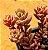 Sedum versadense var chontalense - Imagem 3