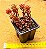 Sedum versadense var chontalense - Imagem 4