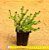 Crassula Tetragona connivens - Imagem 2