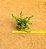Crassula Tetragona connivens - Imagem 3