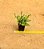Crassula Tetragona connivens - Imagem 4