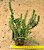 Crassula Tetragona connivens - Imagem 2