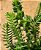 Crassula Tetragona connivens - Imagem 3