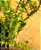 Crassula Tetragona connivens - Imagem 5