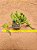 Crassula Tetragona connivens - Imagem 1