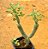 Senecio articulatus - Imagem 2