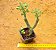 Senecio articulatus - Imagem 1