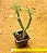 Senecio articulatus - Imagem 3