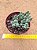 Senecio citriformis - Imagem 2