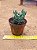 Senecio citriformis - Imagem 1