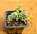 Sedum hemsleyanum - Imagem 1